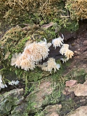 Radulomyces copelandii