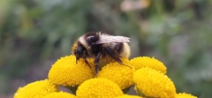 Bombus sichelii