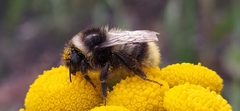 Bombus sichelii