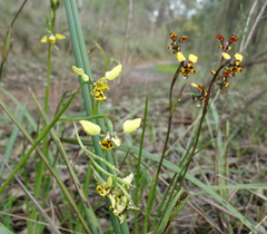 Diuris pardina × chryseopsis