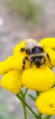 Bombus sichelii