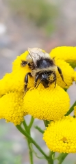 Bombus sichelii