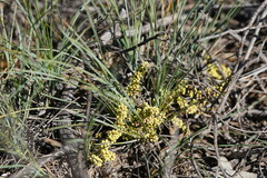 Lomandra collina