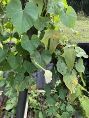 Ipomoea alba
