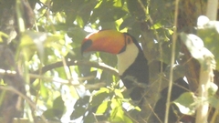 Ramphastos toco