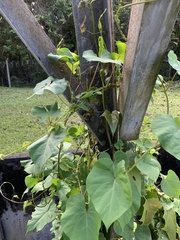 Ipomoea alba