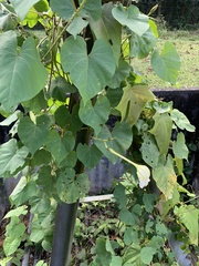 Ipomoea alba
