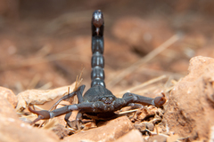 Hottentotta judaicus