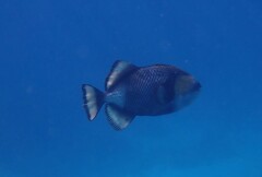 Balistoides viridescens