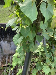 Ipomoea alba