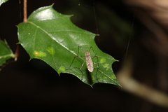 Aphananthe philippinensis