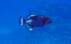 Balistoides viridescens