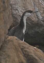 Phalacrocorax fuscescens