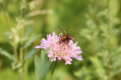 Sicus ferrugineus