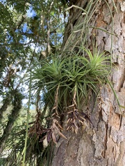 Tillandsia stricta
