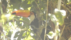 Ramphastos toco