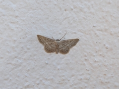 Idaea elongaria
