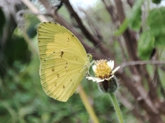 Eurema hecabe
