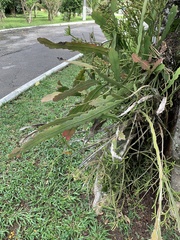 Epiphyllum phyllanthus