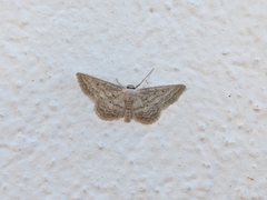 Idaea elongaria