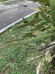 Epiphyllum phyllanthus