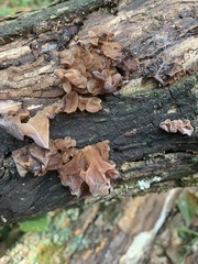 Phaeotremella foliacea