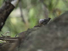 Basiliscus basiliscus