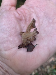 Phaeotremella foliacea