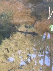 Ichthyosaura alpestris