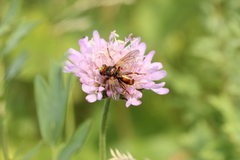 Sicus ferrugineus