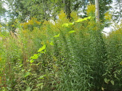 Vitis vinifera