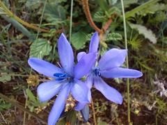 Babiana angustifolia