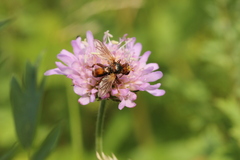 Sicus ferrugineus