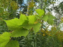 Vitis vinifera