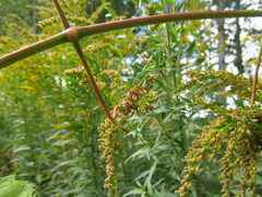 Vitis vinifera