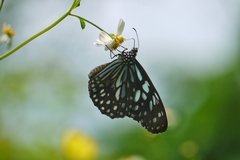 Tirumala limniace limniace
