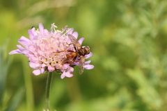 Sicus ferrugineus