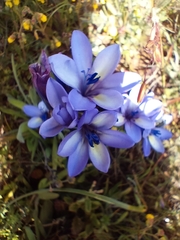 Babiana angustifolia