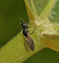 Passaloecus