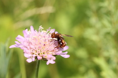 Sicus ferrugineus