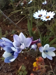 Babiana angustifolia