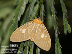 Asota plaginota