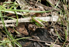 Conocephalus dorsalis