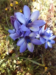 Babiana angustifolia