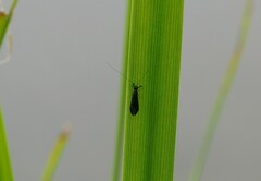 Mystacides azureus