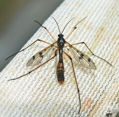 Ptychoptera contaminata