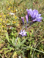 Babiana angustifolia