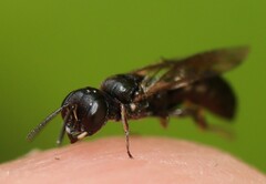 Passaloecus