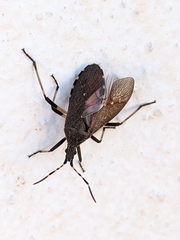 Dicranocephalus agilis