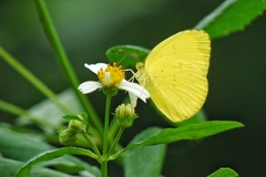 Eurema blanda arsakia